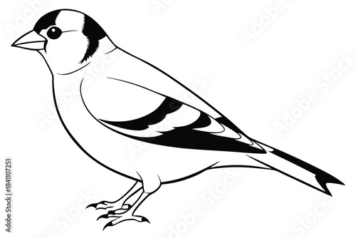 goldfinch silhouette line art vector illustration with a white background