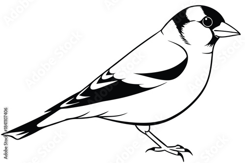 goldfinch silhouette line art vector illustration with a white background