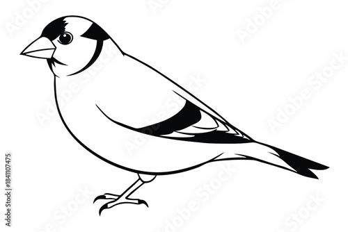 goldfinch silhouette line art vector illustration with a white background