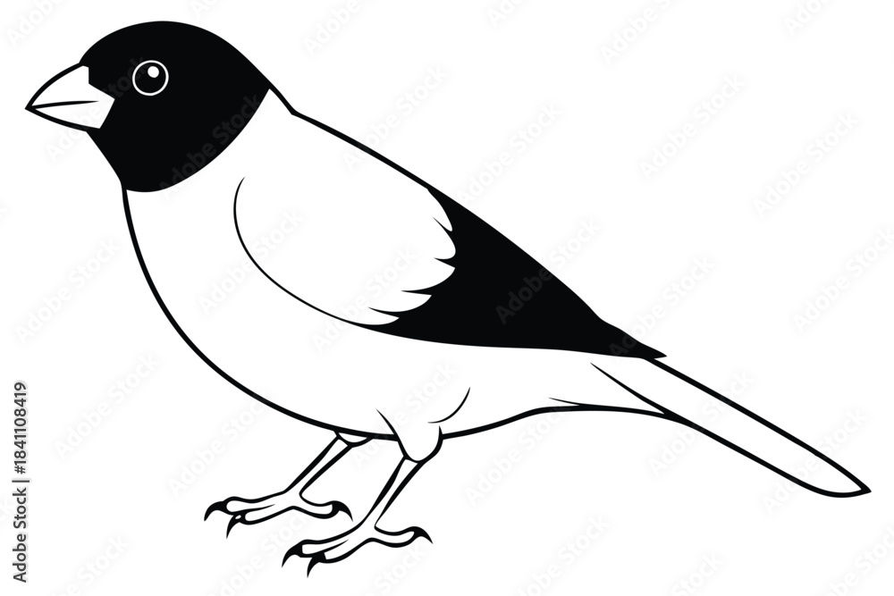 Obraz premium finch silhouette line art vector illustration with a white background