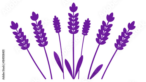 bunch of lavender flowers