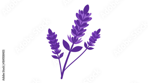bunch of lavender flowers