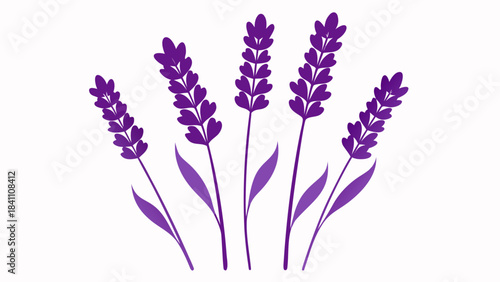 bunch of lavender flowers