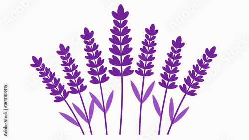 bunch of lavender flowers