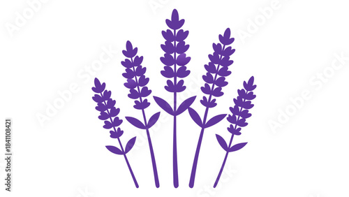 bunch of lavender flowers