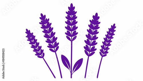 bunch of lavender flowers