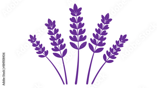 bunch of lavender flowers