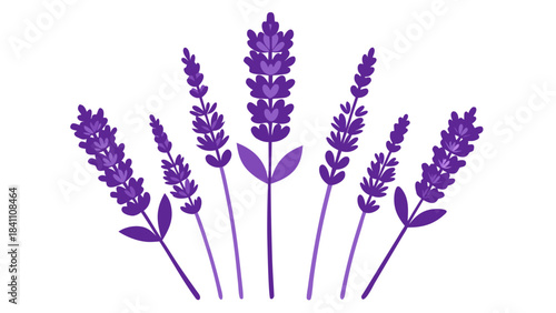 bunch of lavender flowers