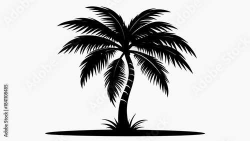 silhouette of palm tree