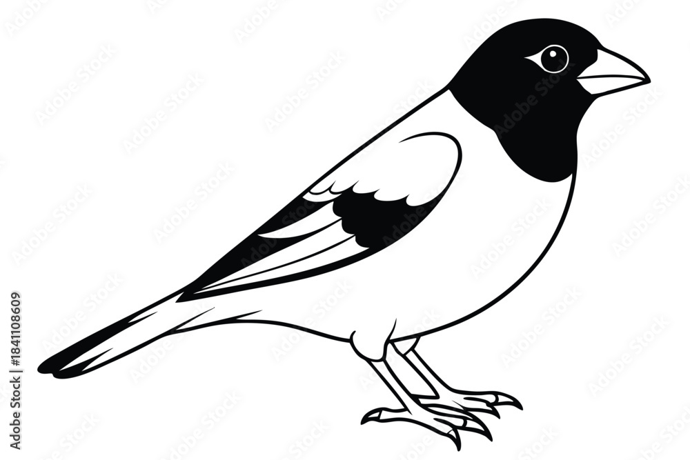 Obraz premium finch silhouette line art vector illustration with a white background