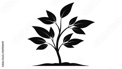 green plant in a pot