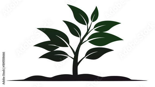 green plant in a pot