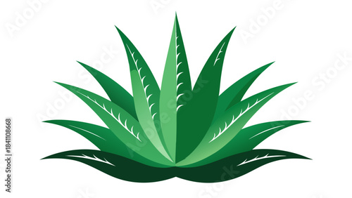 green plant in a pot