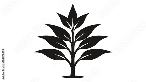 green plant in a pot