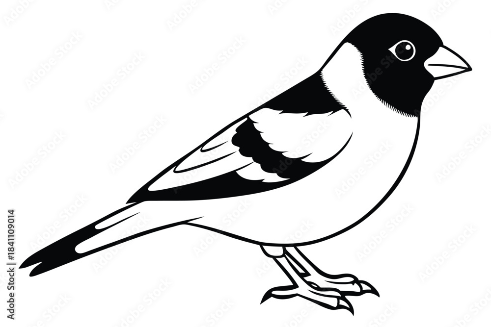 Obraz premium finch silhouette line art vector illustration with a white background