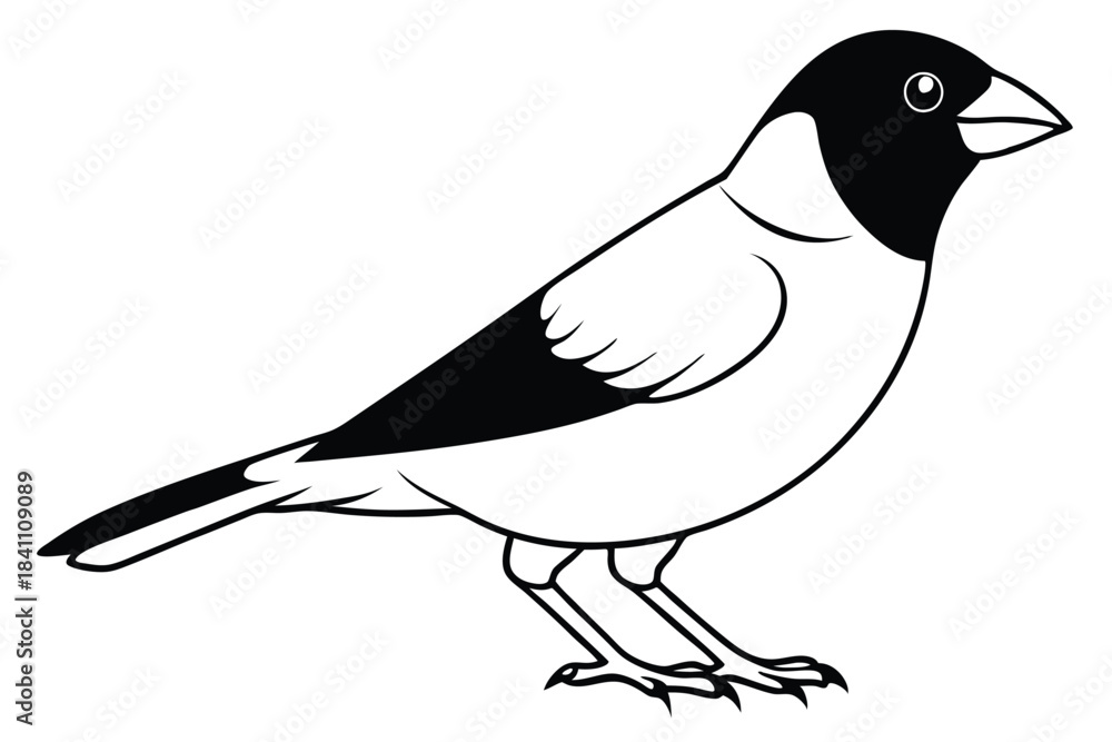 Obraz premium finch silhouette line art vector illustration with a white background