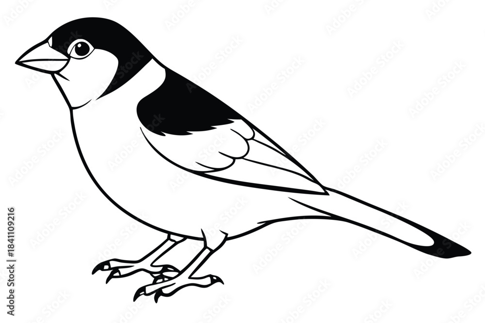 Obraz premium finch silhouette line art vector illustration with a white background