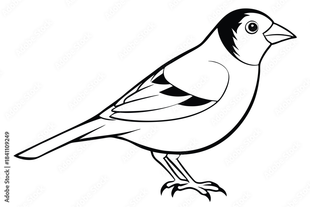 Obraz premium finch silhouette line art vector illustration with a white background