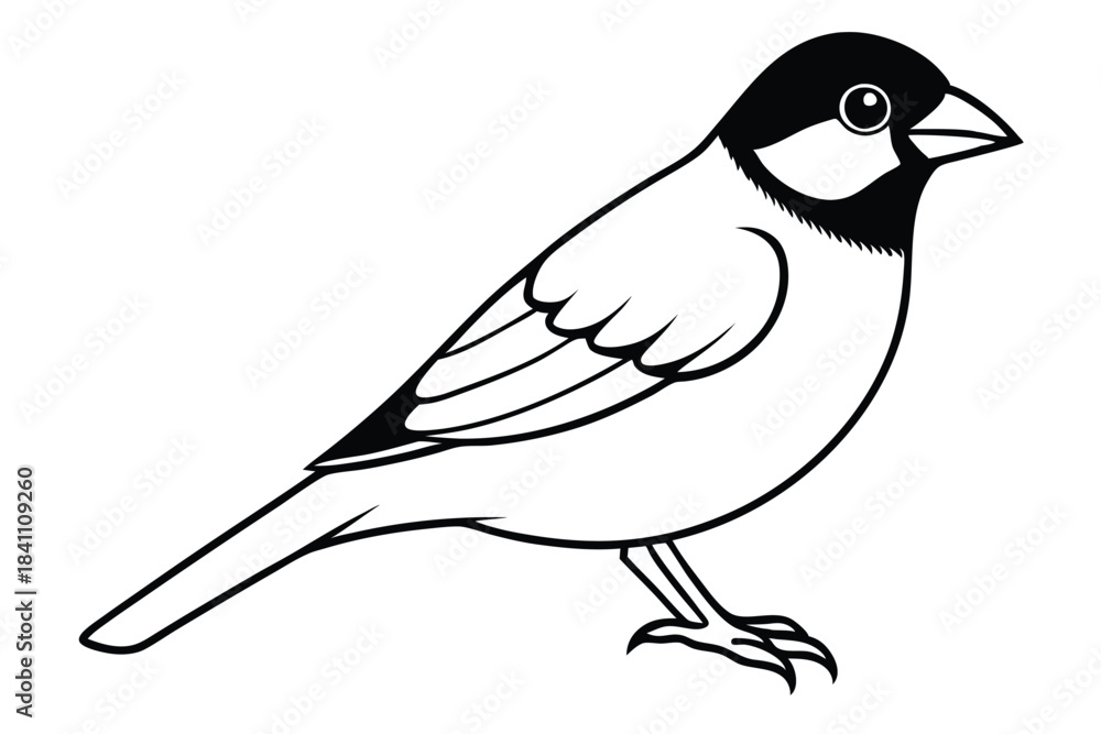 Obraz premium finch silhouette line art vector illustration with a white background
