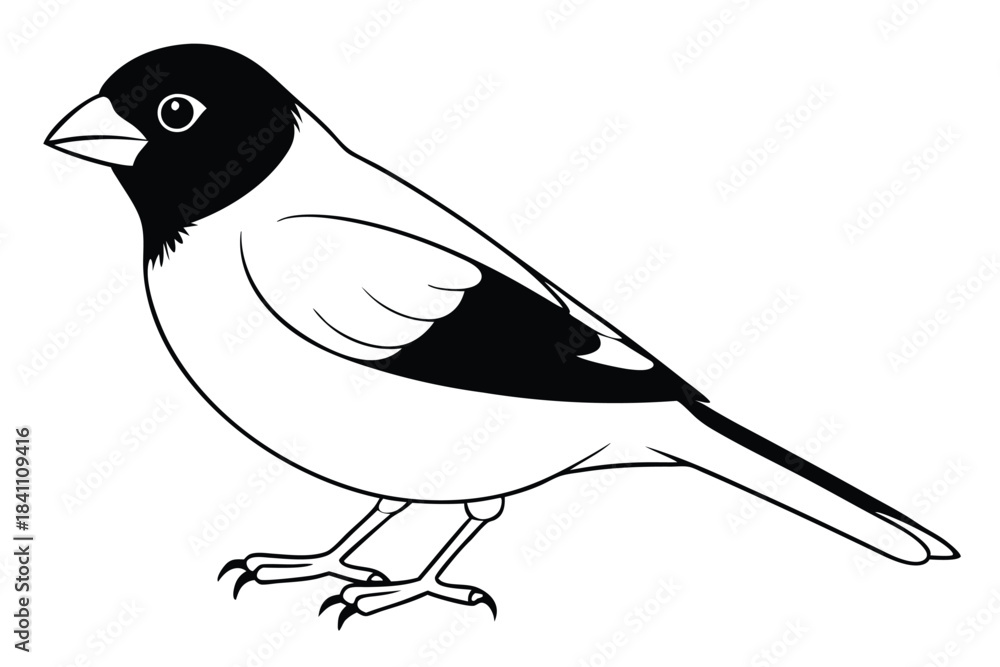 Obraz premium finch silhouette line art vector illustration with a white background