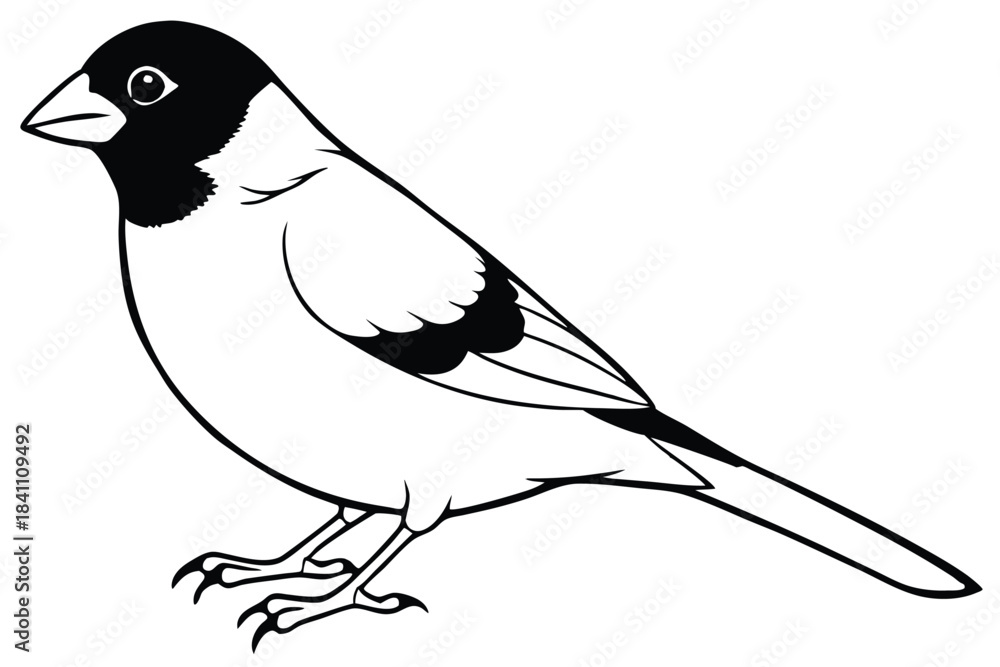 Fototapeta premium finch silhouette line art vector illustration with a white background