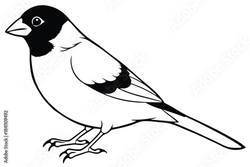 finch silhouette line art vector illustration with a white background