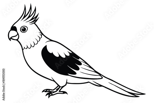 cockatiel silhouette line art vector illustration with a white background