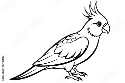 cockatiel silhouette line art vector illustration with a white background