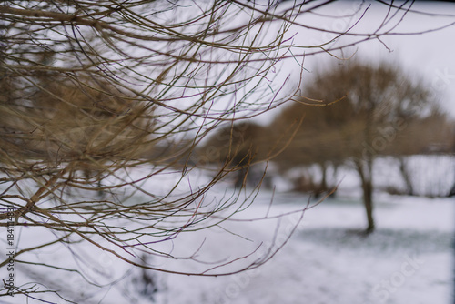 Bild auf Leinwand Winter landscape featuring bare branches in the foreground, with a blurred backg