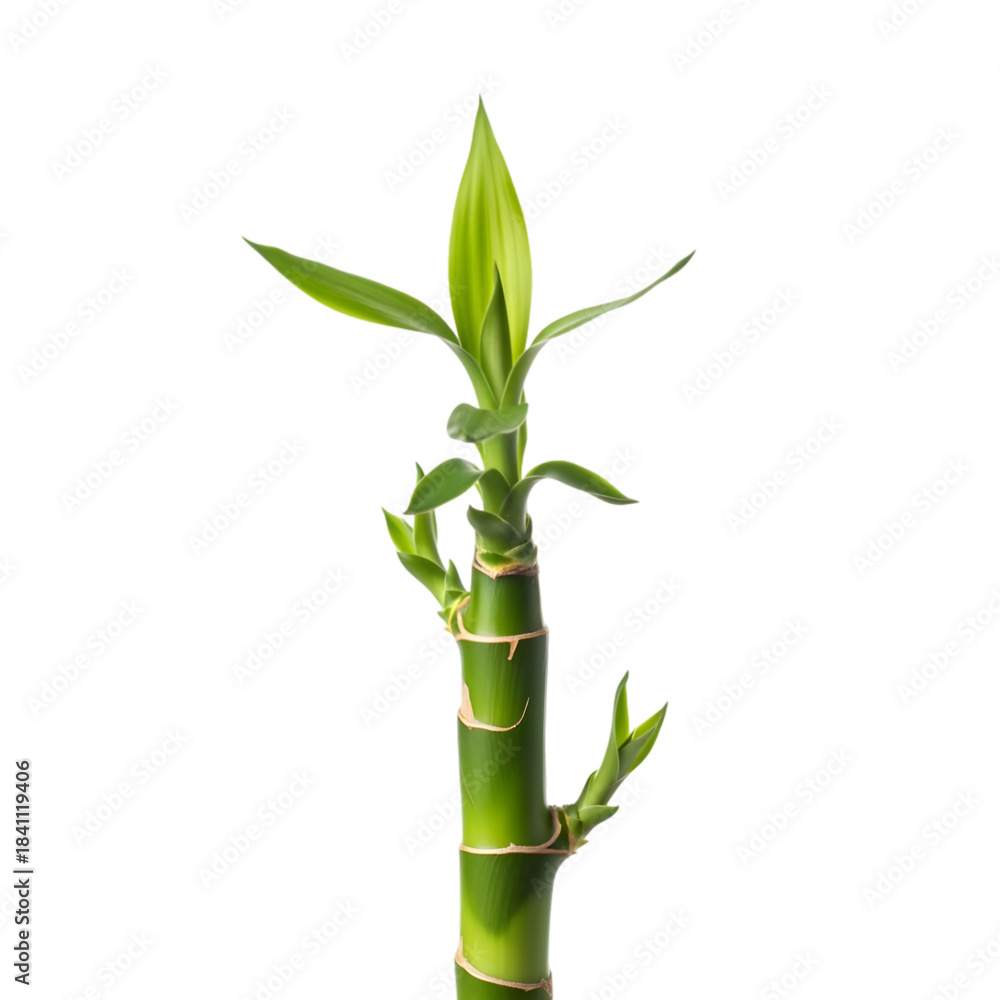 Fototapeta premium Bamboo stalk with new growth (duplicate) 