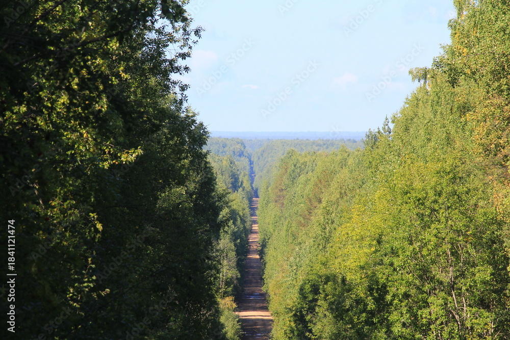 Obraz premium an old dirt road in a dense forest on a sunny day