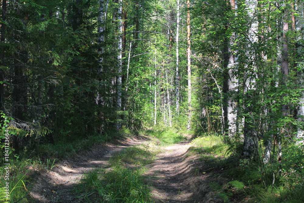 Fototapeta premium a country road in a beautiful forest on a sunny summer day