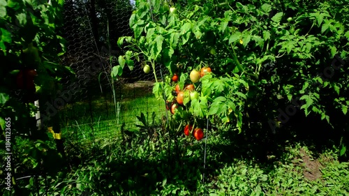 Maturing plum tomatoes hanging from plant vine and moving camera to left showing more plants and red milk crate full of freshly harvested ripe variety of tomatoes