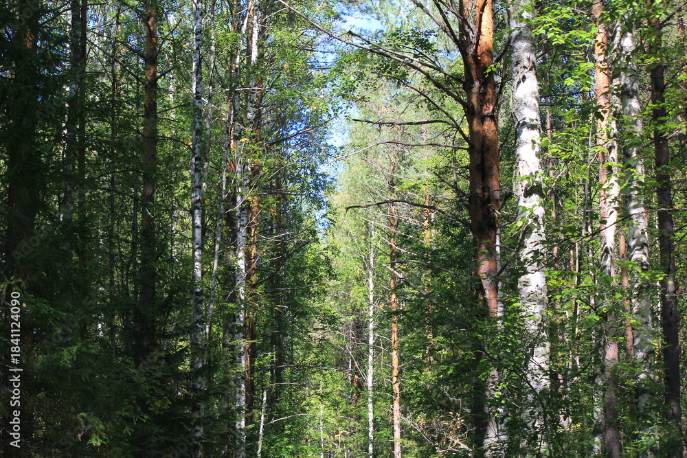 Obraz premium forest of northeastern Europe in late summer