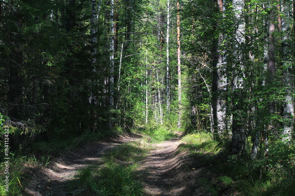 Obraz premium An old road in a dense forest at the end of summer