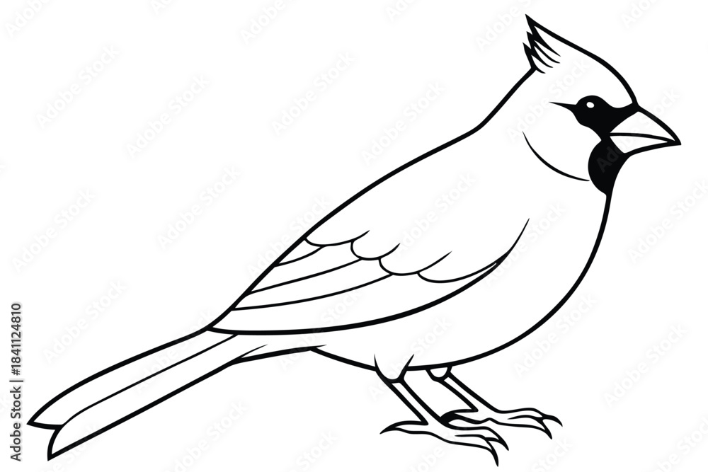 Obraz premium cardinal silhouette line art vector illustration with a white background