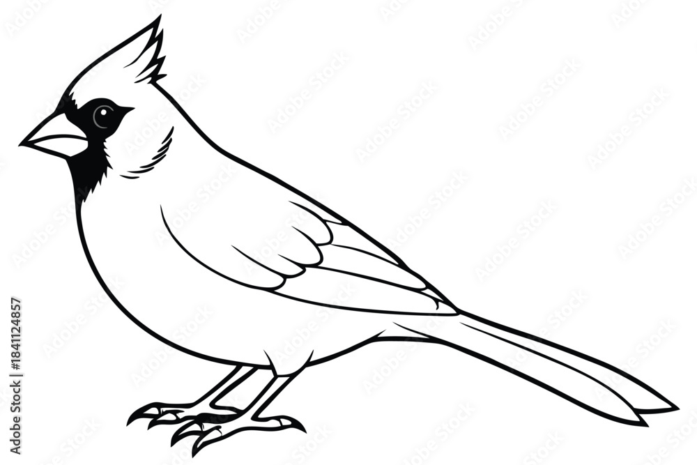 Obraz premium cardinal silhouette line art vector illustration with a white background