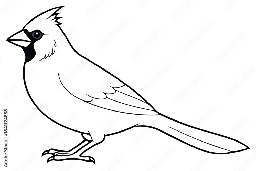 Obraz premium cardinal silhouette line art vector illustration with a white background