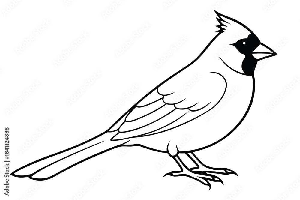 Obraz premium cardinal silhouette line art vector illustration with a white background