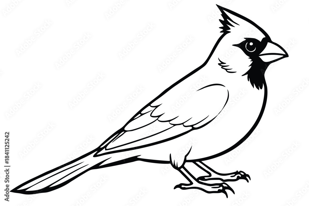 Obraz premium cardinal silhouette line art vector illustration with a white background