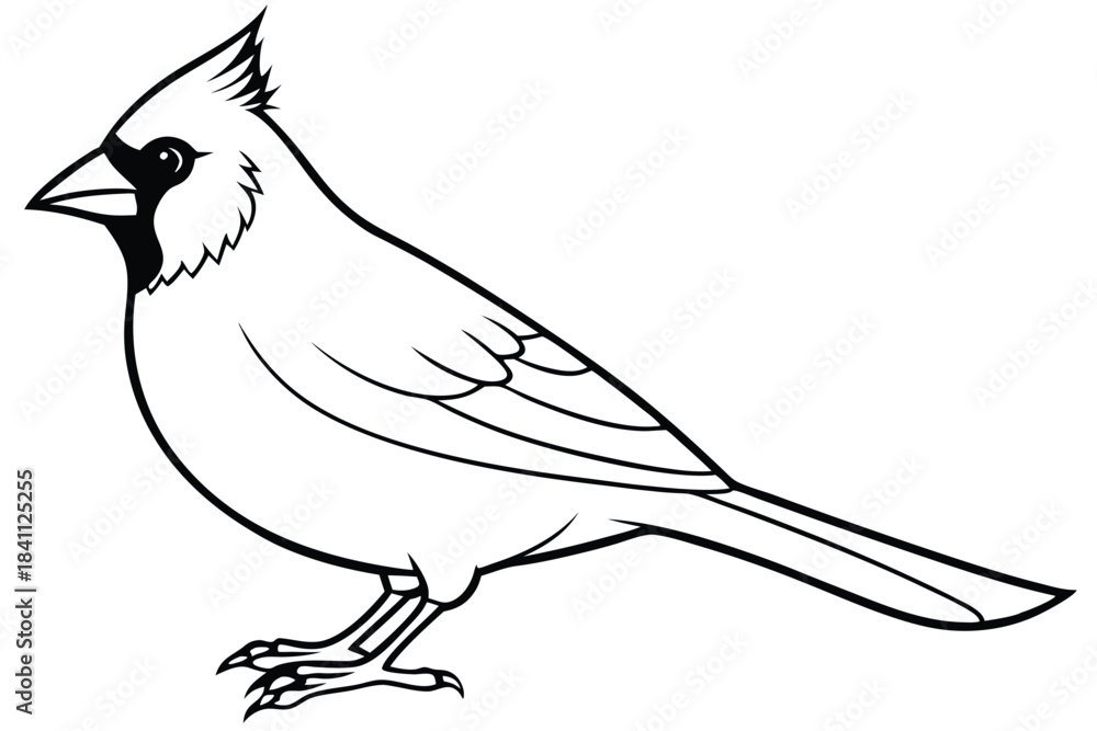 Obraz premium cardinal silhouette line art vector illustration with a white background