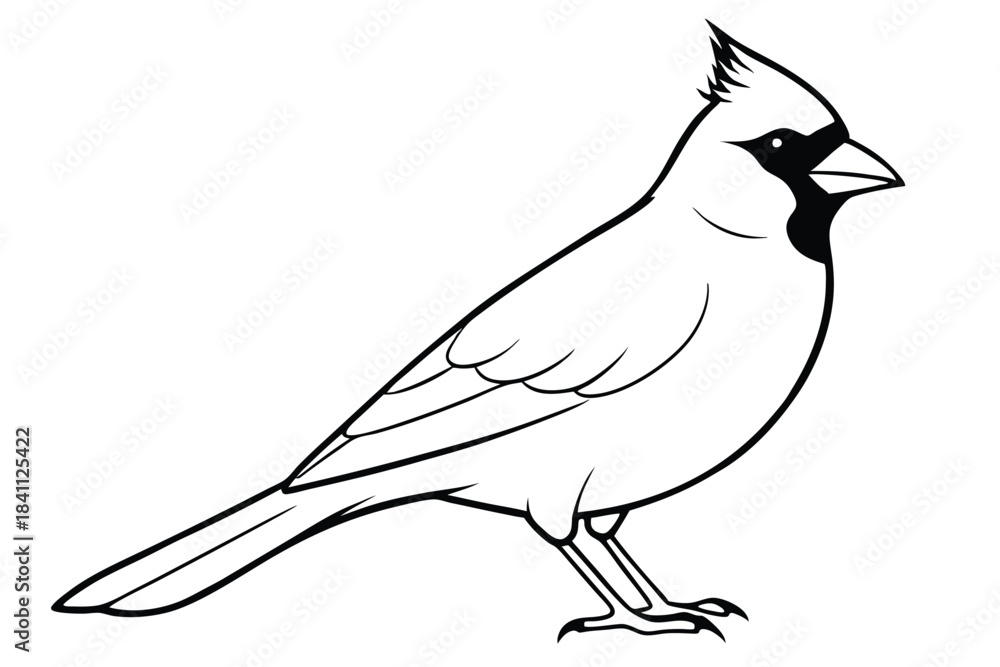 Obraz premium cardinal silhouette line art vector illustration with a white background