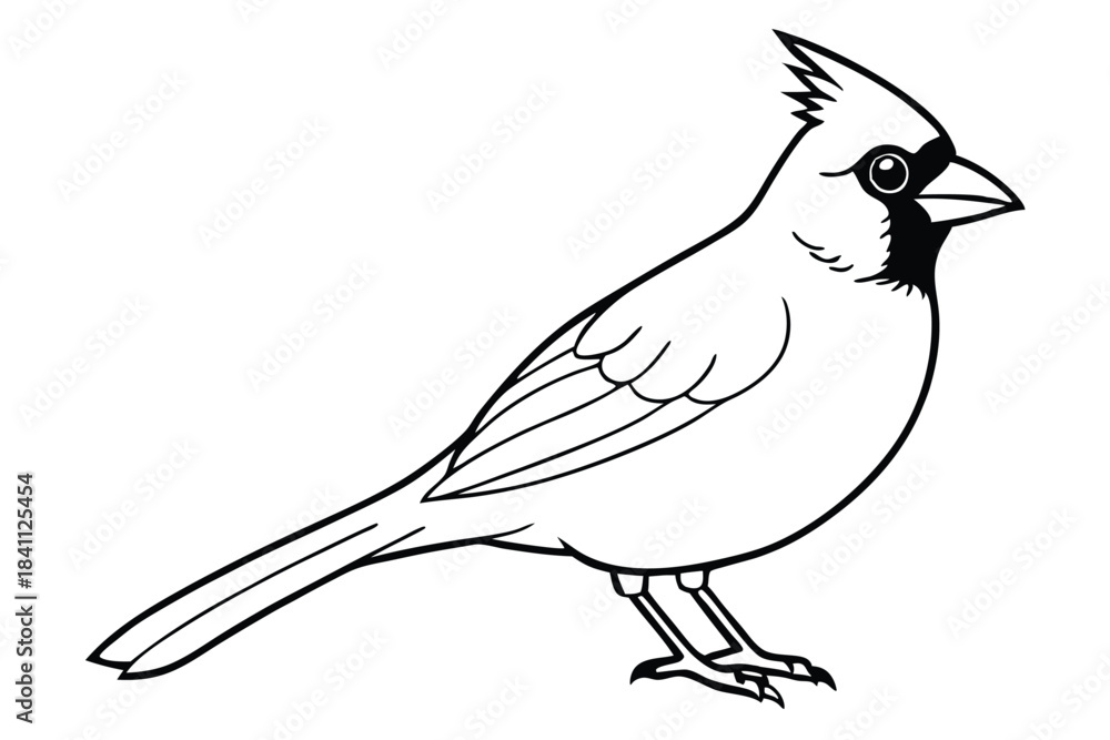 Obraz premium cardinal silhouette line art vector illustration with a white background
