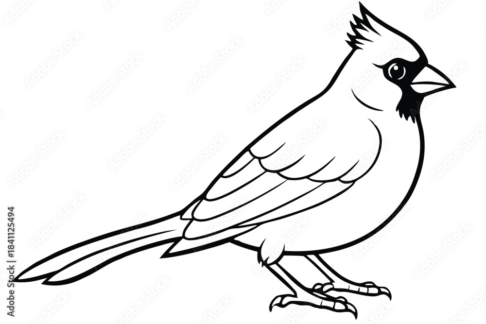 Obraz premium cardinal silhouette line art vector illustration with a white background