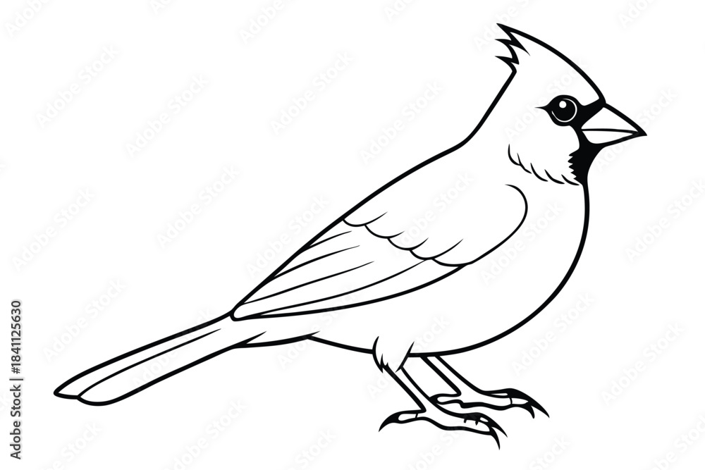 Obraz premium cardinal silhouette line art vector illustration with a white background