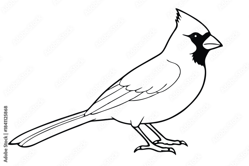 Obraz premium cardinal silhouette line art vector illustration with a white background