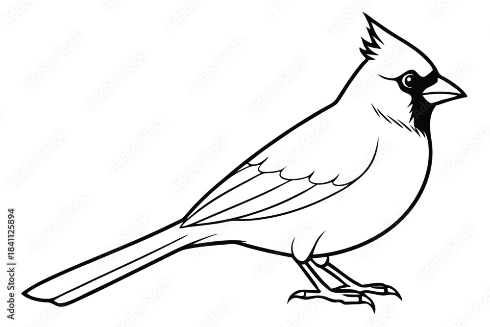 Obraz premium cardinal silhouette line art vector illustration with a white background
