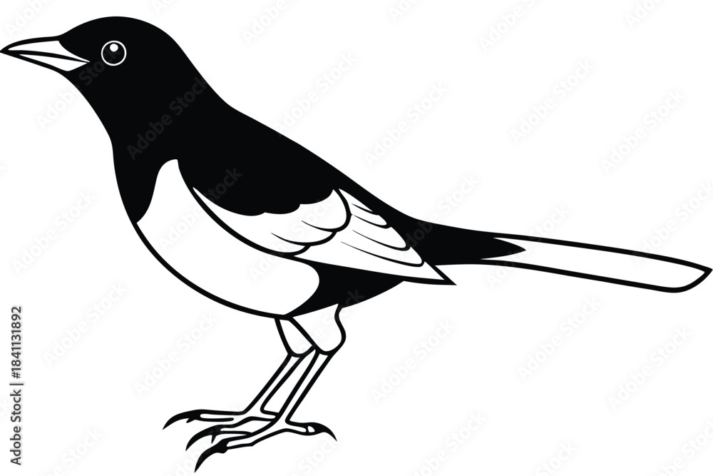 Obraz premium blackbird silhouette line art vector illustration with a white background