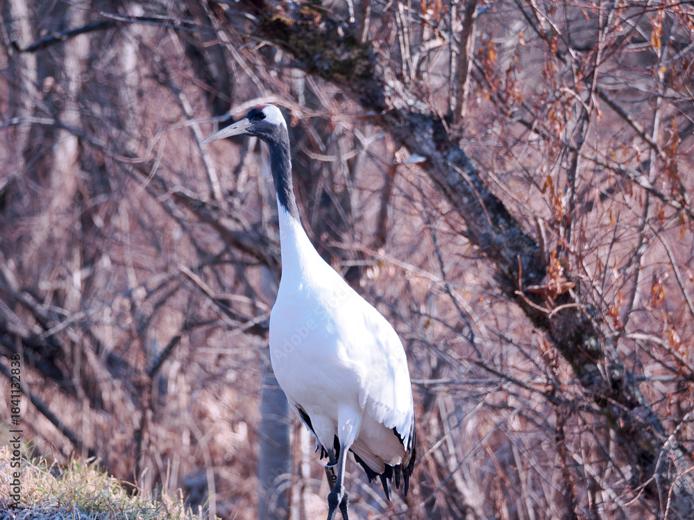 Fototapeta premium 丹頂鶴のクローズアップ