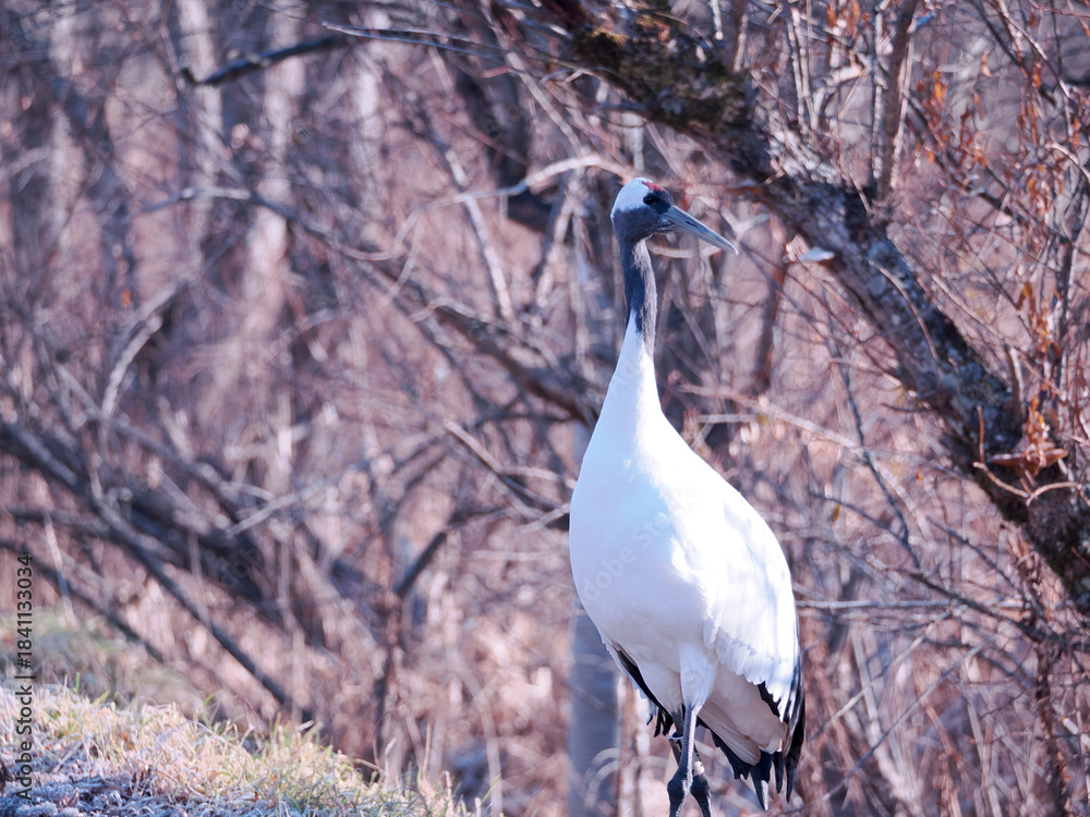 Fototapeta premium 丹頂鶴のクローズアップ